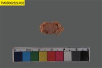 藏品(火紅皺蟹)的圖片